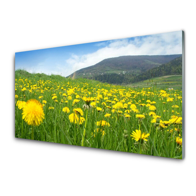 Küchenrückwand Spritzschutz Löwenzahn Feld Natur