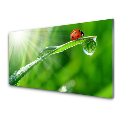 Küchenrückwand Spritzschutz Gras Sonne Marienkäfer Natur