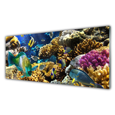Küchenrückwand Spritzschutz Korallenriff Natur