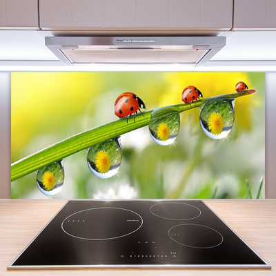 Küchenrückwand Fliesenspiegel Blatt Marienkäfer Tautropfen Natur