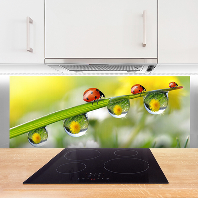 Küchenrückwand Fliesenspiegel Blatt Marienkäfer Tautropfen Natur
