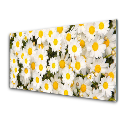 Küchenrückwand Fliesenspiegel Gänseblümchen Pflanzen