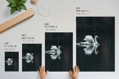 Wandposter Schwan auf dem Wasser mit Spiegelung