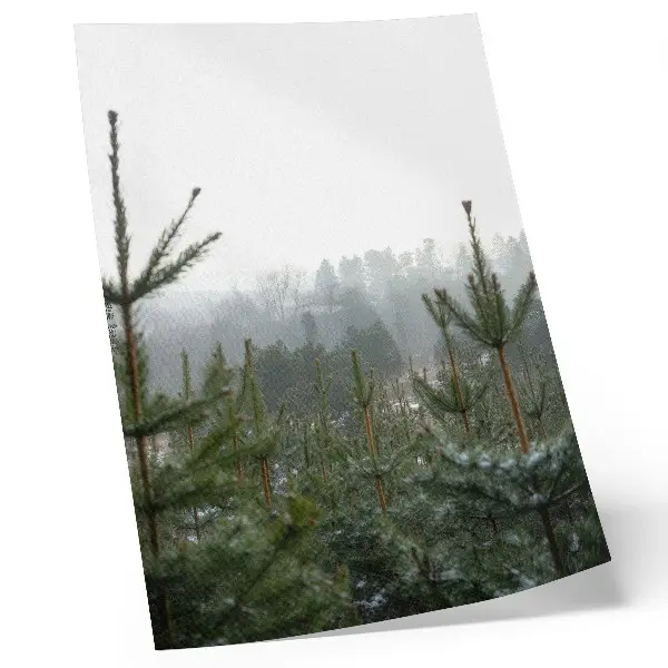Kunstdruck auf Leinwand grüne Kiefern im Nebel mit subtiler Tiefe für eine entspannende Atmosphäre