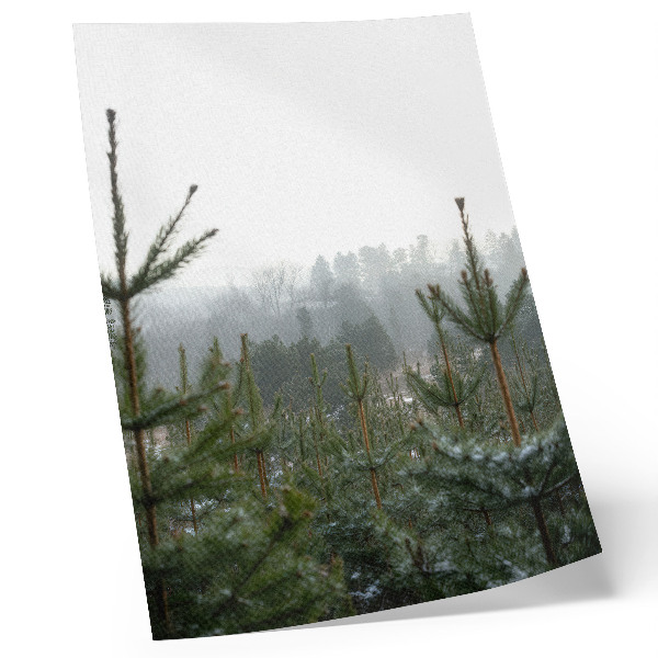 Kunstdruck leinwand Grüne Kiefern, Nebel, subtile Tiefe, entspannende Atmosphäre