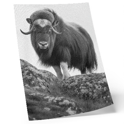 Kunstdruck leinwand Schwarz-Weiß-Fotografie, Tier, rohe Natur, Eleganz