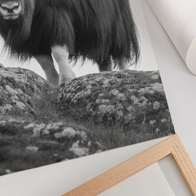 Kunstdruck leinwand Schwarz-Weiß-Fotografie, Tier, rohe Natur, Eleganz