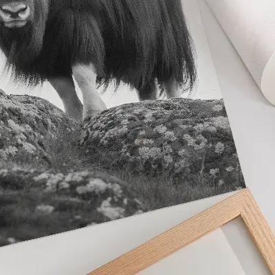 Kunstdruck auf Leinwand schwarz-weiße Tierfotografie mit dem Motiv roher Natur und Eleganz