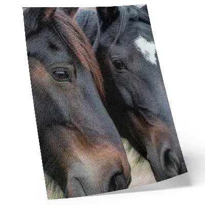 Poster zwei elegante Pferde in engem Kontakt