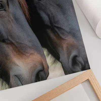Poster zwei elegante Pferde in engem Kontakt