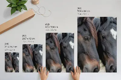 Poster zwei elegante Pferde in engem Kontakt