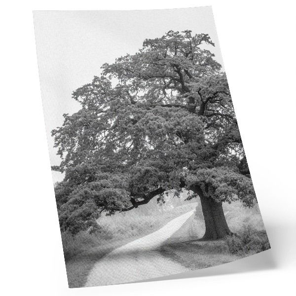 Kunstdruck leinwand Monumentaler Baum, friedliche Landschaft, sich ausbreiten