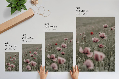 Poster Pastellfarbene Mohnblumen, romantische Atmosphäre, zarte Blüten