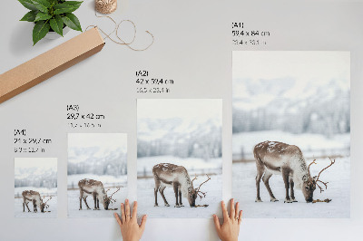 Wandposter Rentiere im Schnee, Natur, Ruhe, Eleganz
