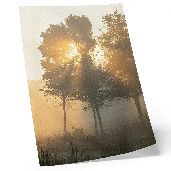 Poster Neblige Morgendämmerung mit warmem Licht und Bäumen zur Inspiration