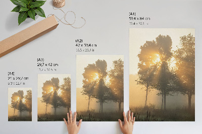 Poster Neblige Morgendämmerung, warmes Licht, Bäume – Inspiration