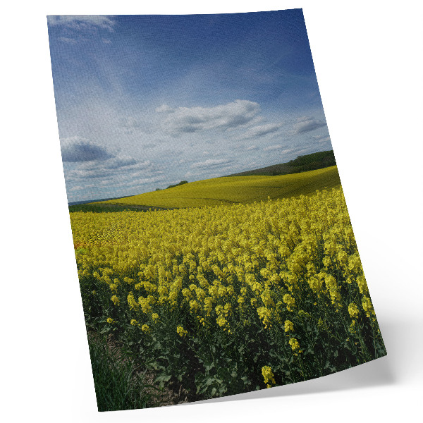 Kunstdruck leinwand Gelbe Felder, die sich vom blauen Himmel abheben