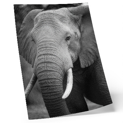 Wandposter Eine Nahaufnahme eines Elefanten voller Frieden und Stärke.
