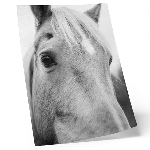 Wandposter Pferdeaugen in elegantem Schwarz-Weiß