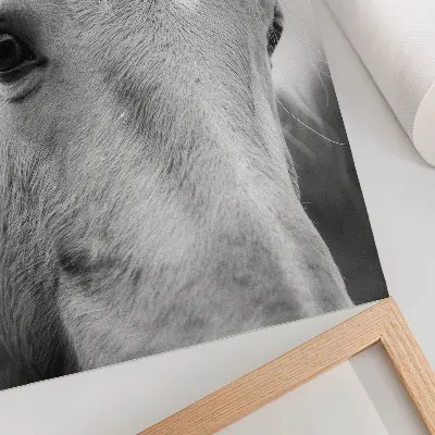 Wandposter Pferdeaugen in elegantem Schwarz-Weiß