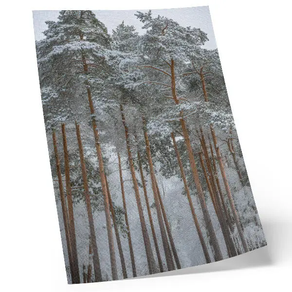 Poster Winterwald mit schneebedeckten Bäumen für Frieden und Harmonie in der Natur