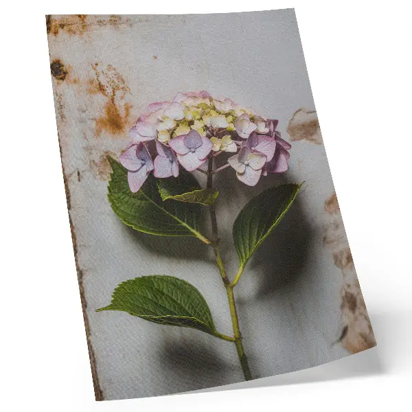 Poster mit Rosa Hortensienblättern auf rustikalem Hintergrund