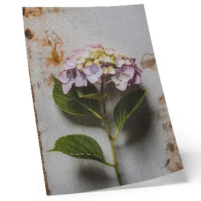 Poster mit Rosa Hortensienblättern auf rustikalem Hintergrund