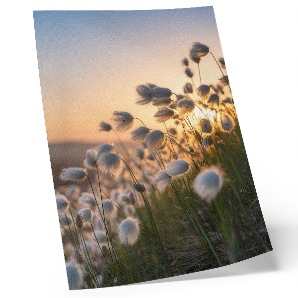 Kunstdruck leinwand Gräser im Sonnenuntergang, warme Farben, Natürlichkeit