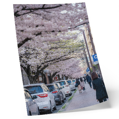 Kunstdruck leinwand Eine Straße mit Kirschblüten und geparkten Autos