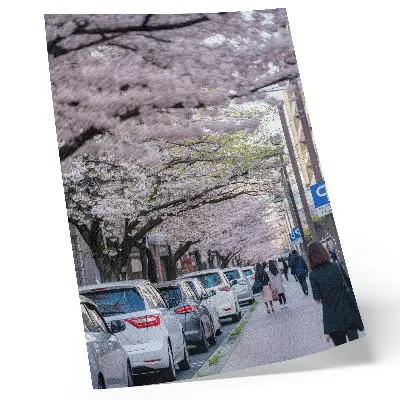 Leinwand-Kunstdruck mit Motiv einer Straße mit Kirschblüten und geparkten Autos