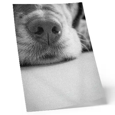 Kunstdruck auf Leinwand nahaufnahme eines Hundes mit minimalistischer Schwarz-Weiß-Textur
