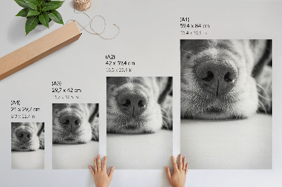 Kunstdruck leinwand Nahaufnahme eines Hundes, Schwarz-Weiß-Textur, Minimalismus