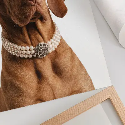 Hundehalskette elegantes Modell mit luxuriöser Verarbeitung