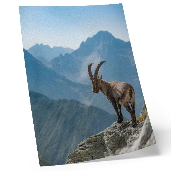 Poster Steinbock vor der Kulisse der Berge in friedlicher Naturharmonie