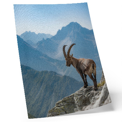 Poster Steinbock vor der Kulisse der Berge, friedliche Harmonie der Natur