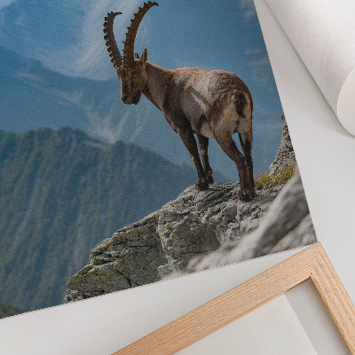 Poster Steinbock vor der Kulisse der Berge, friedliche Harmonie der Natur