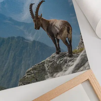 Poster Steinbock vor der Kulisse der Berge in friedlicher Naturharmonie