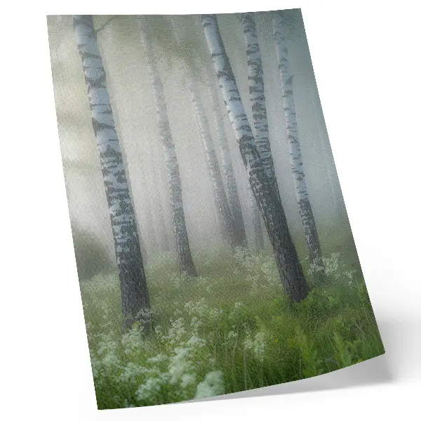 Wandposter Birken im Nebel mit weißer Rinde und grünem Gras