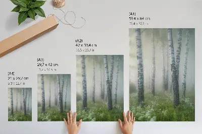 Wandposter Birken im Nebel mit weißer Rinde und grünem Gras