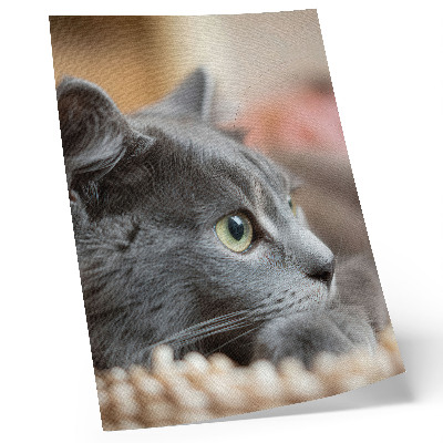 Poster Graue Katze, grüne Augen, genauer Blick