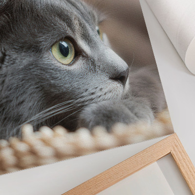 Poster Graue Katze, grüne Augen, genauer Blick