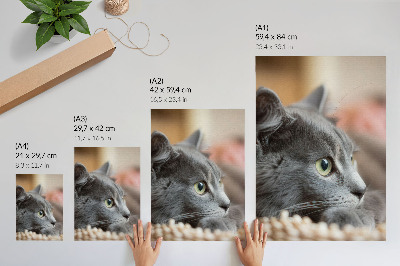 Poster Graue Katze, grüne Augen, genauer Blick
