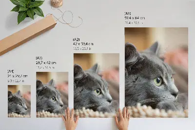 Poster graue Katze mit grünen Augen im Nahblick