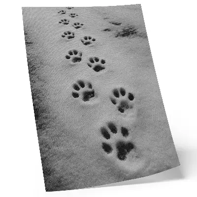 Wandposter Pfotenabdrücke im weißen Schnee als geheimnisvolle Wanddekoration