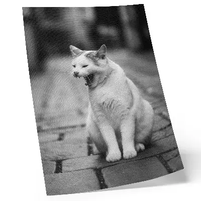 Poster entzückende Katze auf einem Kopfsteinpflasterweg in Schwarz-Weiß