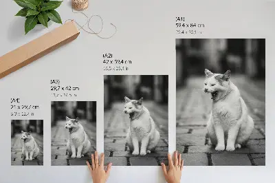 Poster entzückende Katze auf einem Kopfsteinpflasterweg in Schwarz-Weiß