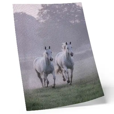Poster Weiße Pferde im Morgennebel des Weltraums in der Natur
