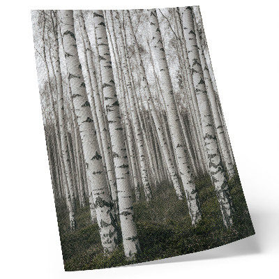 Poster Birkenwald in Schwarz-Weiß-Tönen