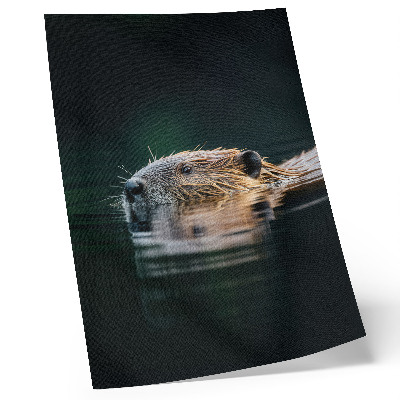 Kunstdruck leinwand Biber im Wasser, friedliche Natur, Wildnis
