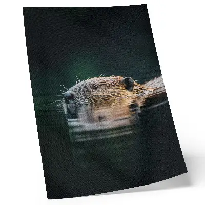 Kunstdruck auf Leinwand Biber im Wasser in friedlicher Wildnis